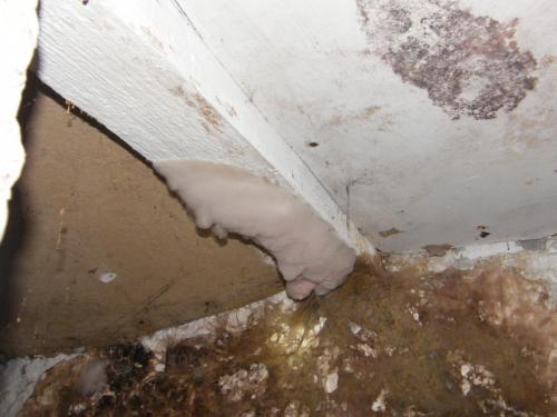 Dry rot fungus in cellar in Ryde